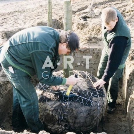 Kit ANCRAGE De MOTTE Avec CABLE Platipus Pour Arbre Jusqu'à 8m 1 Kit ANCRAGE De MOTTE Avec CABLE Platipus Pour Arbre Jusqu'à 8m